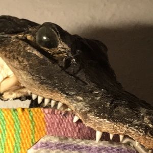 Vintage Taxidermy Miniature Crocodile Alligator